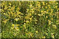 SP0904 : Cowslips beside Akeman Street by Philip Halling