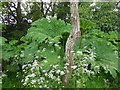 TQ8125 : Crooked Tree at Great Dixter by Paul Gillett