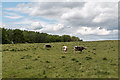 TL4201 : Longhorn Cattle near Copped Hall, Essex by Christine Matthews