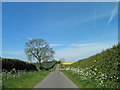 TF2397 : Early summer on the Lincolnshire Wolds by Steve  Fareham