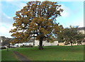 SO8514 : Oak in late autumn, Matson, Gloucester by Jaggery