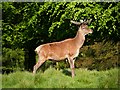 SJ7579 : Male Deer at Tatton by David Dixon