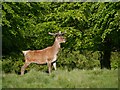 SJ7579 : Tatton Deer Park, Red Buck by David Dixon