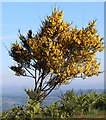 SO7641 : Broom in flower by Bob Embleton