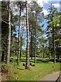 SX7677 : Picnic area, Haytor Centre by Derek Harper