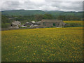 SD7963 : Buttercup meadow at Field Gate by Karl and Ali