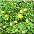 SJ9594 : A dandelion among the buttercups by Gerald England