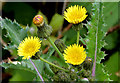 J4371 : Prickly sow-thistle, Comber Greenway by Albert Bridge