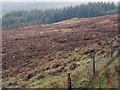 NG4235 : Coniferous plantings above Tungadale by Trevor Littlewood