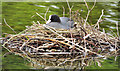 J3675 : Nesting coots, Victoria Park, Belfast - June 2014(1) by Albert Bridge