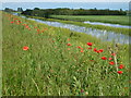 TL4583 : Copse and The Old Bedford River - The Ouse Washes near Mepal by Richard Humphrey