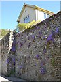 SX8255 : Purple flowers on a retaining wall, Abbey Road, Cornworthy by Robin Stott