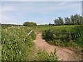 SU6477 : Thames Path & footbridge by Row17