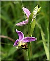 SX8771 : Bee Orchid, Aller Brook Local Nature Reserve by Derek Harper