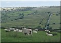 SK0657 : Upland grazing near Butterton by Andrew Hill