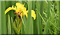 J4482 : Yellow (flag) iris, Helen's Bay - June 2014(2) by Albert Bridge