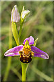 TQ2452 : Bee Orchid (Ophrys apifera) by Ian Capper