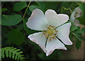 SS8477 : Wild rose in duneland near Newton by eswales