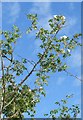 SS8477 : Tall wild rose tree on the Newton to Candleston Circular Walk by eswales