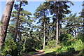 SJ3075 : The Pine Wood at Ness Gardens by Jeff Buck