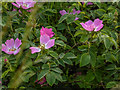 SO1252 : Wild Roses near River Edw, Cregrina, Powys by Christine Matthews