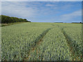 TF9940 : Wheat crop and field boundary by Pauline E