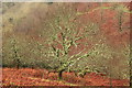 SS6548 : Lichen covered trees, Heddon's Mouth Cleave by Rob Noble