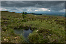  : Lone tree on Greenbank Fell by Tom Richardson