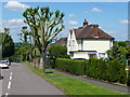 TL2026 : Council houses and pruned tree, East View by Humphrey Bolton