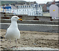 SN5882 : Herring Gull, Aberystwyth, Ceredigion by Christine Matthews