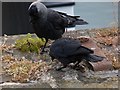 NX9718 : Feeding jackdaws, Whitehaven Harbour by Jim Osley