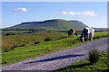 SD7880 : Cattle grazing near Far Gearstones by Ian Taylor