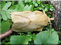 SJ3664 : The Drinker moth - Euthrix potatoria (2) by John S Turner