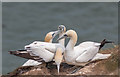 TA2073 : Gannets, Bempton Cliffs, Yorkshire by Christine Matthews