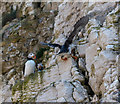 TA2372 : Puffins (Fratercula arctica), North Landing, Yorkshire by Christine Matthews