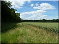 SU6221 : Uncultivated margin of a wheatfield, south of Peake Farm by Christine Johnstone