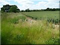 SU6321 : Uncultivated margin of a wheatfield, Peake Farm by Christine Johnstone