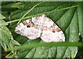 SK1283 : Carpet Moth? by Anne Burgess