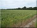 SU5423 : Wheatfield, south side of Belmore Lane by Christine Johnstone