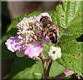 SZ5692 : Insect on Bramble Flower by Anne Burgess