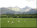  : Grazing sheep and Crianlarich peaks by Peter S