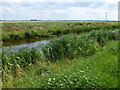 TL3290 : The River Nene (old course) near Plantation Farm, Benwick by Richard Humphrey