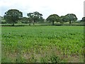 ST3015 : Maize field, north-east of New House Farm by Christine Johnstone