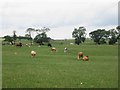 NU1426 : Cattle grazing near Newstead by Graham Robson