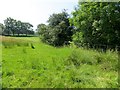 SD7237 : Rough pasture at Brook House Farm by philandju