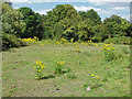 TQ0074 : Ragwort in rough pasture by Alan Hunt