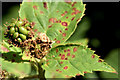 J3067 : Rust fungus and blackberries, Drumbeg (July 2014) by Albert Bridge