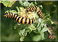 SZ3085 : Cinnabar Moth Caterpillars (Tyria jacobaeae) by Anne Burgess