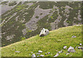 NY2011 : Boulders on slope beyond boulder by Trevor Littlewood