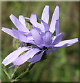 NJ7650 : Common Blue Sow-thistle (Cicerbita macrophylla) by Anne Burgess